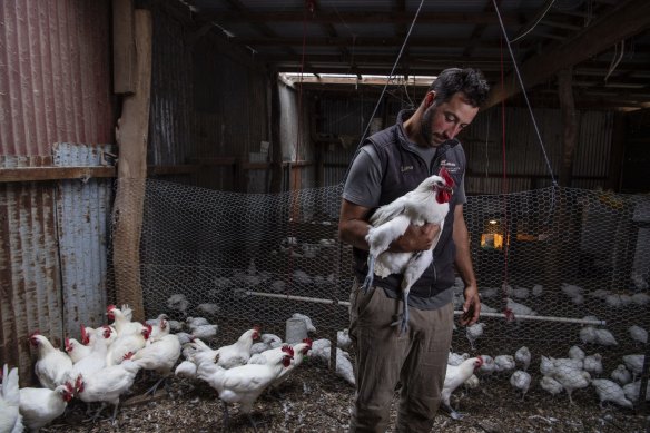 Luke Winder with Bresse chickens at his Tathra Place Free Range family-run farm. They are the first in Australia to successfully rear the coveted French breed.