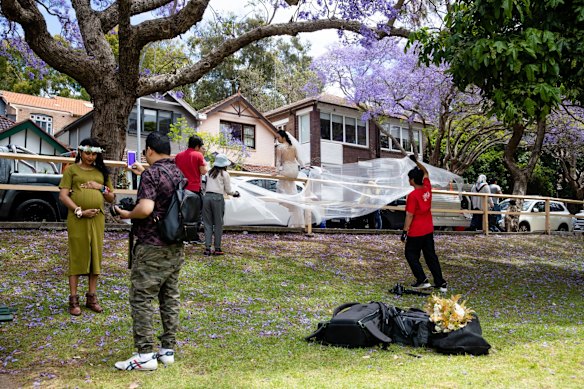 McDougall Street, Kirribilli - tourists have been replaced by brides and foreign students taking photos under the blooming jacaranda trees.
