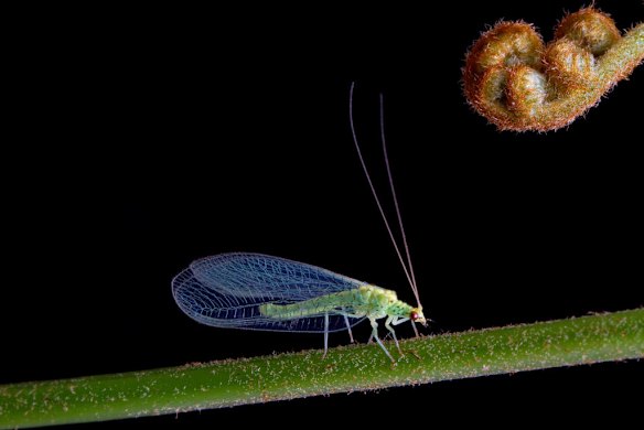 2012 New Scientist Eureka Prize for Science Photography Top Ten. Green Lacewing. The delicate nature of this image clearly reflects the character of the subject ? a Green Lacewing, Chrysopa sp. Transmitted and reflected light was used to create an elegant balance and simplicity.