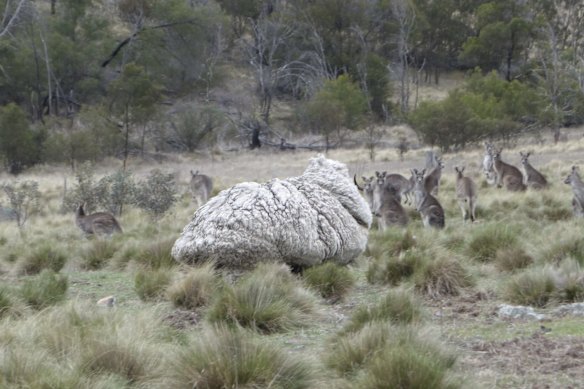 The large sheep on Mulligans Flat.