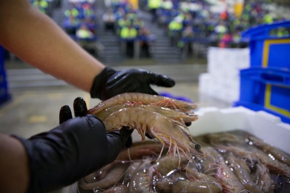 Prawns for sale.