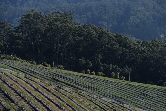Rows of new blueberry plant: owners of intensive agricultural activities don't usually need to submit a development application. 