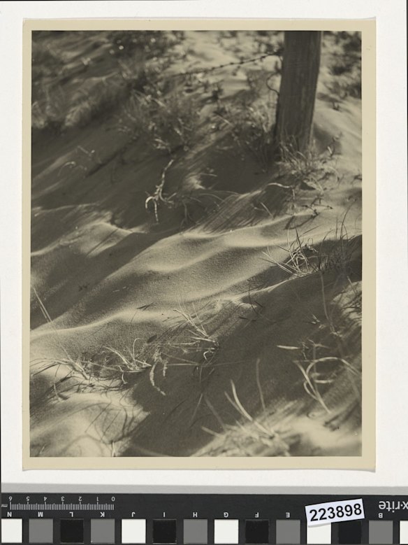 Untitled (sand and spinifex), by Olive Cotton, c.1935. Gelatin silver photograph. National Gallery of Australia, Canberra. Purchased 2012.