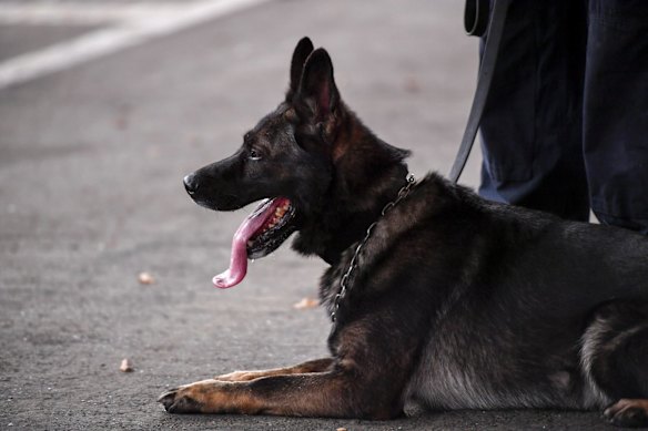 Training demonstration with the Dog Squad division of Victoria Police.