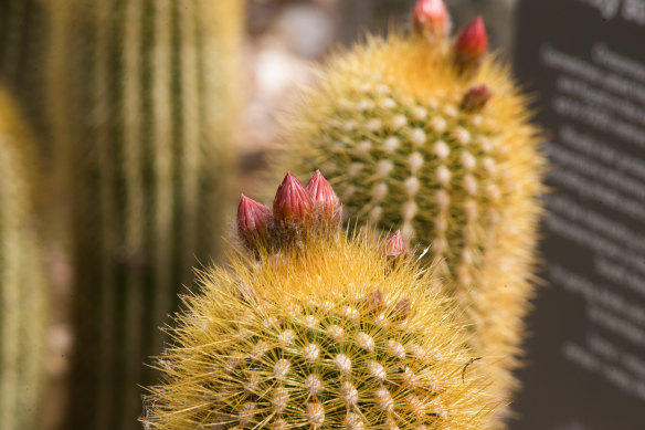 Cacti in the new Arid Garden.