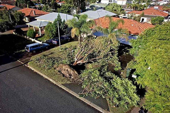 An overhead view of a large uprooted tree. <b>Photo: Hai Tran</b>
