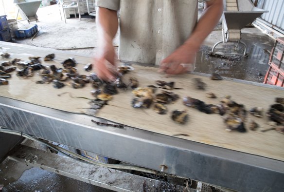 Jason Finlay sorts oysters on Ewan McAsh's oyster farm.