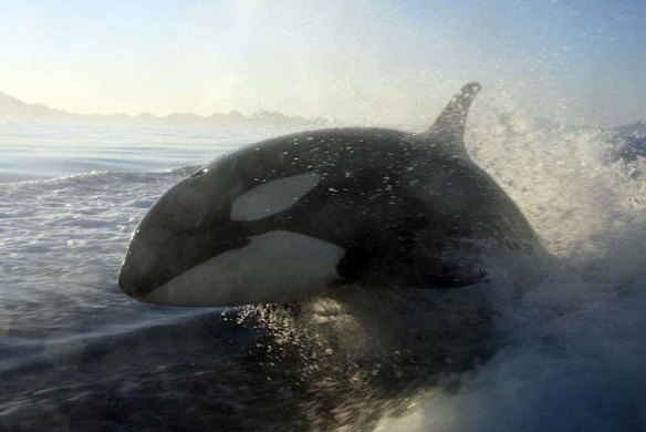 Orcas surf in the wake of a fishing boat off the coast of Loreto, Baja, Mexico.