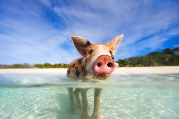 Top 10 swimming with animals experiences