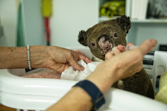 Birds, possums, turtles, kangaroos and dozens of koalas have been dropped off at Port Macquarie Koala Hospital in recent days. 