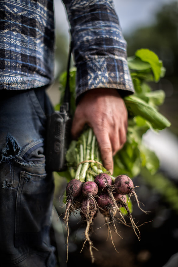 Samuel Shacklock busy harvesting.