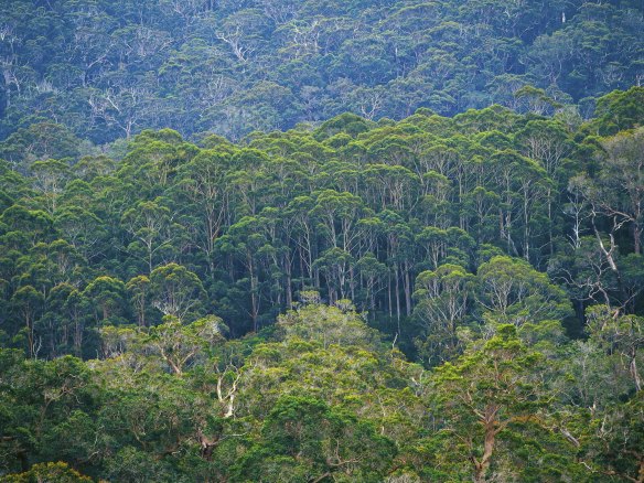 Karri forest in Walpole-Nornalup National Park, in the South West. 
