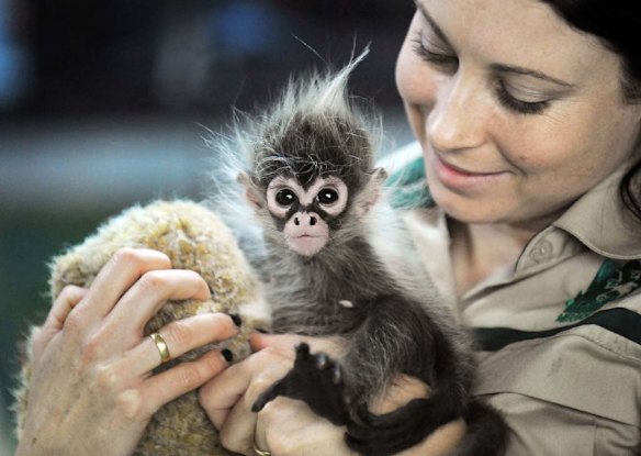 Spider monkey just hanging around