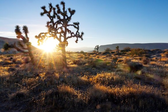Joshua Tree is famous for its surreal desert landscapes, iconic twisted trees, and the spiritual, artistic energy that draws adventurers, musicians, and stargazers from around the world. Oh, and that iconic U2 album, among other things.