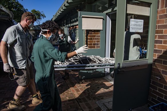 28 year old chimpanzee Kuma being transported to Taronga Wildlife Hospital to undergo a health check.