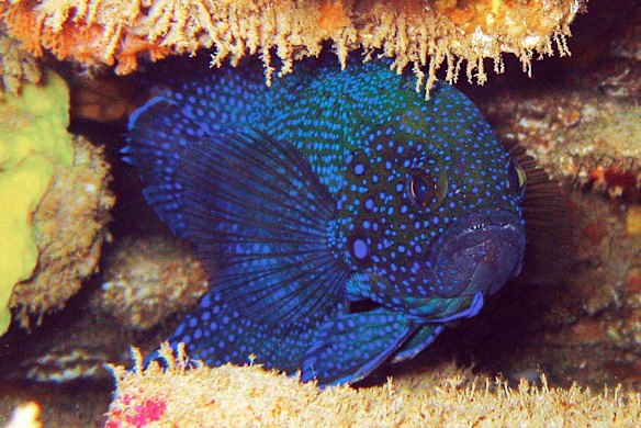 Friendly fish
