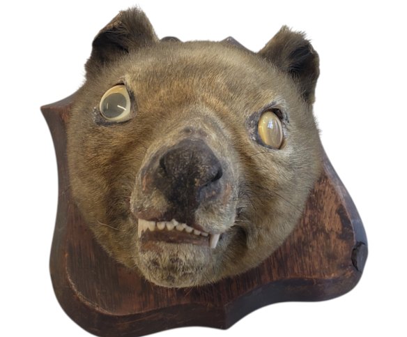 The seller picked up the head at a market simply because they liked the googly eyes.