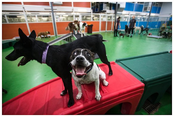 Miss Maudie can't contain her excitement at The Pets Hotel in Port Melbourne where she goes twice a week.