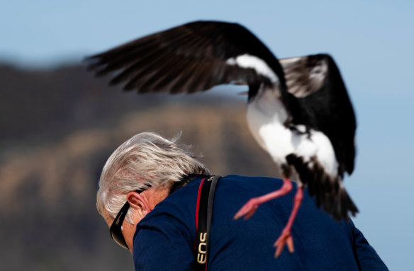 A pied oystercatcher tries to steer John Perkins away from one of its chicks.