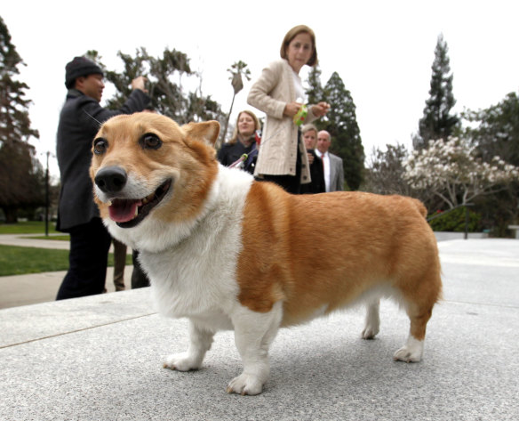 You don't often see corgis these days as pets.