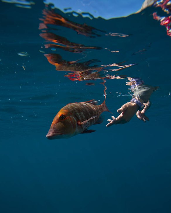 2012 New Scientist Eureka Prize for Science Photography Top Ten. Red-throat Travels. The photograph captures the release of a Red-throat Emperor (Lethrinus miniatus) after surgery to implant an acoustic tag (the surgery scar and external tag can be seen in the image) at Heron Island within the Great Barrier Reef.