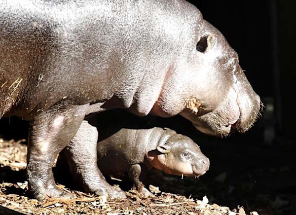 Pygmy hippo calf Kambiri with her mother Petre at Taronga Zoo.