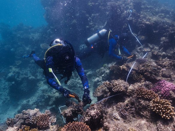 Divers attaching the clips of coral and removing the snails that are feeding on it.