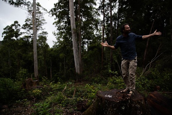 Mark Graham, an ecologist with Bellingen Nature Tours, in an area which he claims has one of the densest koala populations in NSW, but which has recently been logged by the Forestry Corporation. 