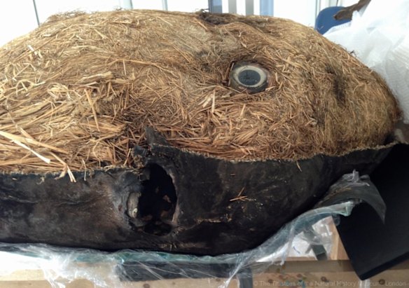 The sunfish after it has been conserved at the Natural History Museum in London.