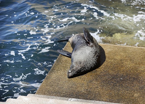 A seal rests outside the Opera House. The animals feed at night and rest during the day. 