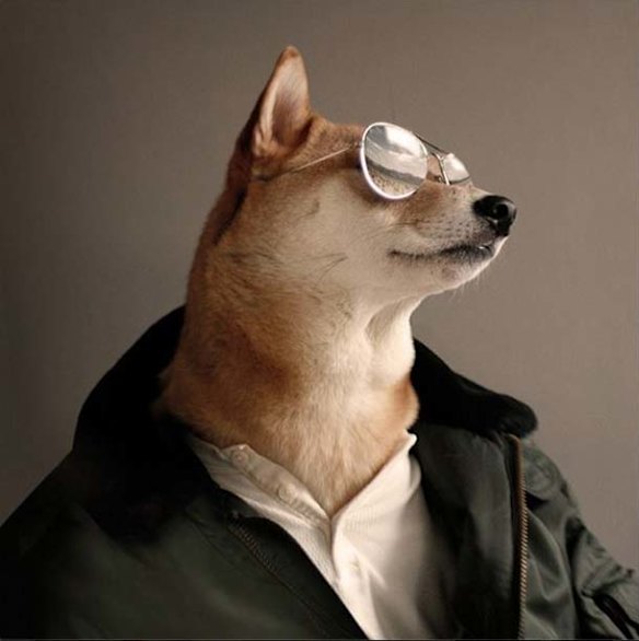 Chic pets of Instagram