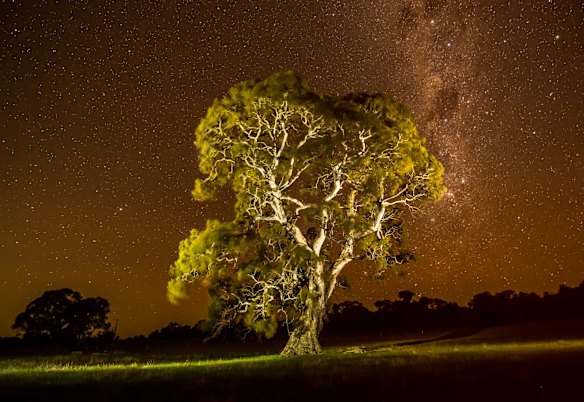 Grandfather Tree that is the companion of the Birthing tree or Grandmother tree. 