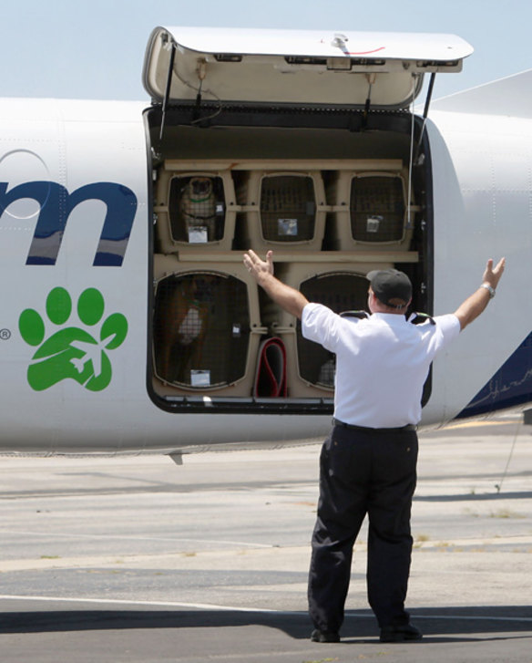 World's first pets-only airline takes off