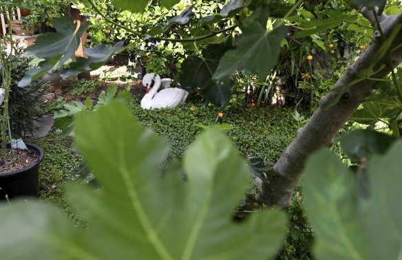 A fig and concrete swan in Fisher’s back garden.
