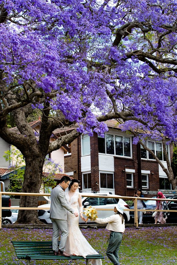 McDougall Street, Kirribilli - tourists have been replaced by brides and foreign students taking photos under the blooming jacaranda trees.