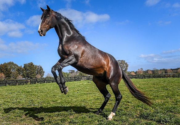 The Sire of the new colt Grunt.