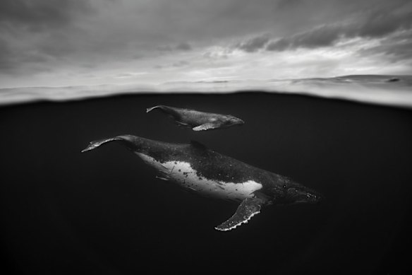 Intimate portraits of the Humpback Whale - Shot on location in Vavau, Tonga.