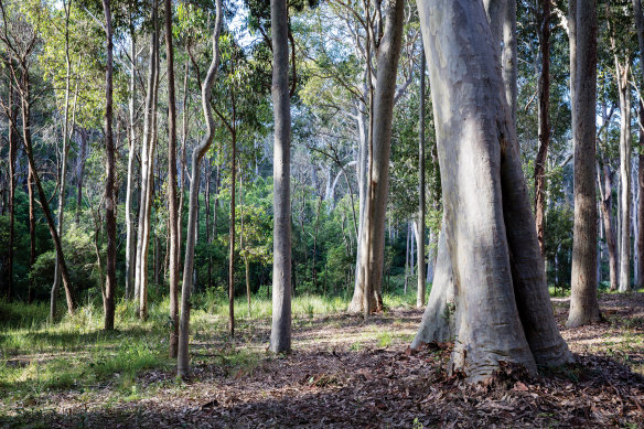 Philip Cox’s  garden on the south coast of NSW, as it appears in his 2020 book <i>An Australian Garden: Reimagining a Native Landscape</i>.