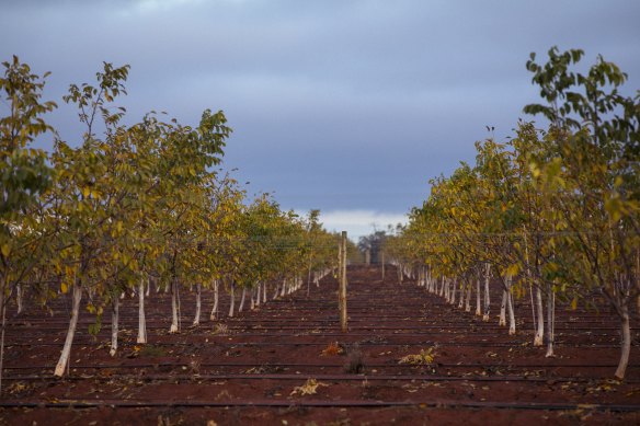 Walnut groves at the Avondale West farm owned by Stahmann Webster that abut the renamed Barren Box Storage.