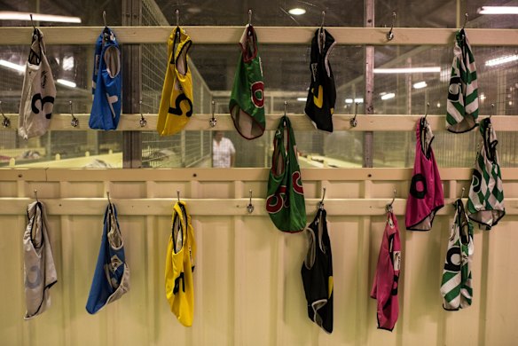 Wednesday night race meeting at Wentworth Park Greyhounds on March 9, 2016, in Sydney, Australia. 