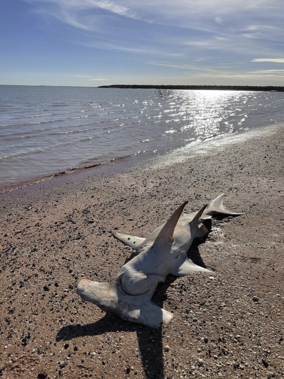 The carcass of a hammerhead was among the sharks found at Roebuck Bay near Broome on Sunday. 