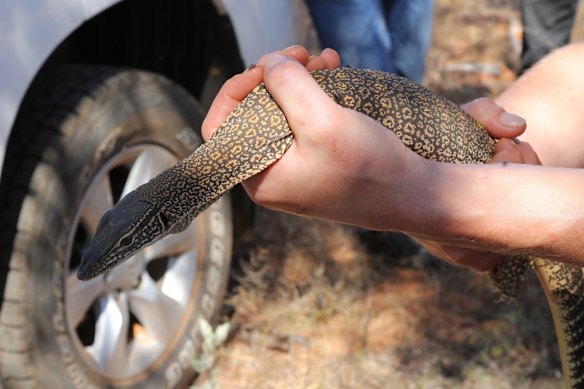 'Racing' sand gecko. 