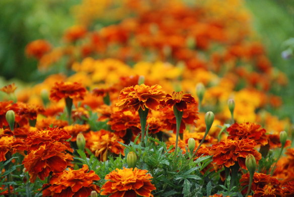 Marigolds being grown for their seeds.