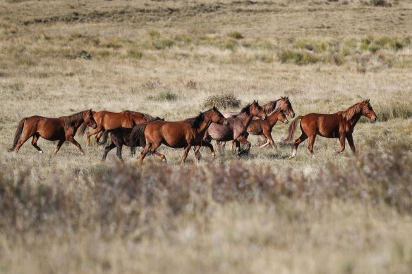 Spiralling out of control': NSW failing to remove feral horses quick enough