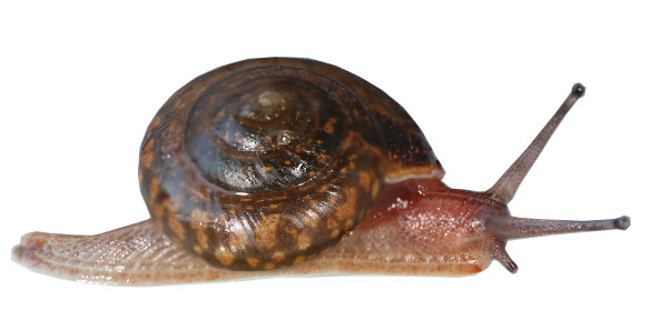 Mathewsoconcha grayi, which was thought to be extinct until a small population was found on Phillip Island.