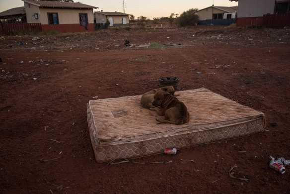 Stray bush dogs sit on a dusty mattress in Parnpajinya. Despite a big sign banning the consumption of alcohol in the community, cans and shattered bottles line the streets of Parnpajinya.