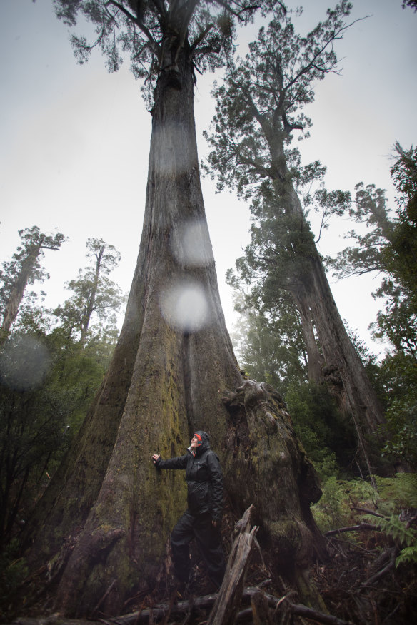 Jenny Weber stands in an area of old-growth forest earmarked for logging. 