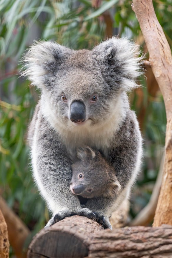 Popcorn the koala with her joey, Peanut, at Melbourne Zoo this month.