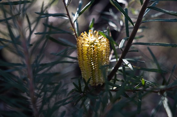 Native flowers growing near the rock pagodas.
