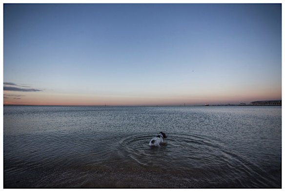 Miss Maudie taking a dip at dusk.